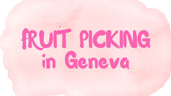 Fruit picking in Geneva