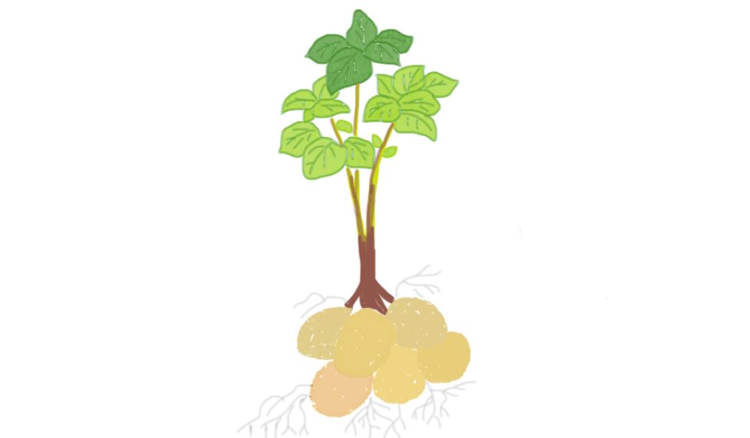 patates october geneva families