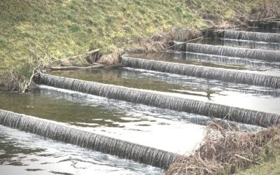 Stroll along the river Aire (animal farm included)