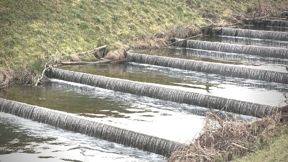 Stroll along the river Aire (animal farm included)
